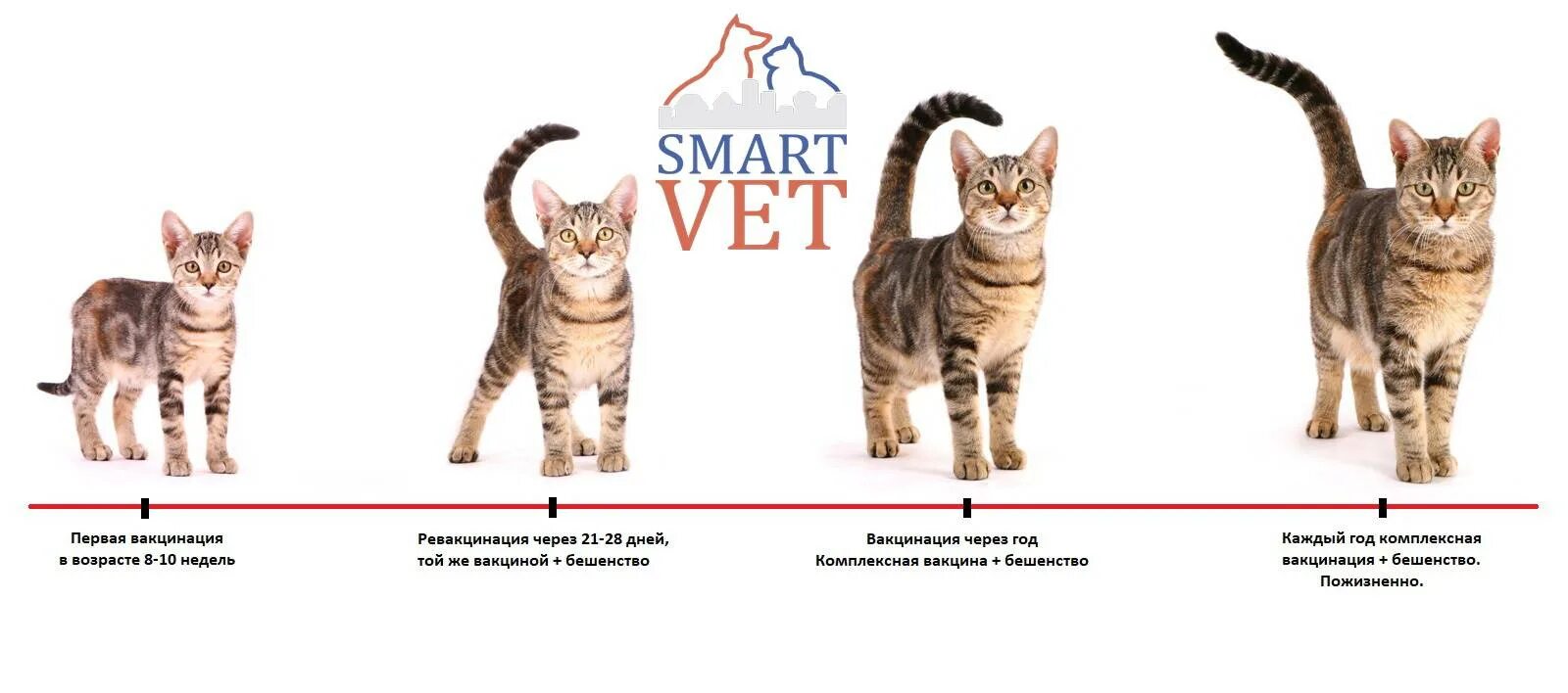 Первая прививка котенку возраст. Прививки котятам. Прививки котятам по возрасту. Когда делать первую прививку котенку. График прививок для кошек.