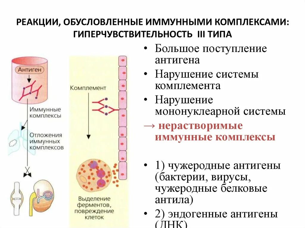 Иммунная гиперчувствительность. Реакция гиперчувствительности 3 типа. Реакция гиперчувствительности 3 типа механизм. Схема аллергической реакции 3 типа. Иммунокомплексная реакция гиперчувствительности.