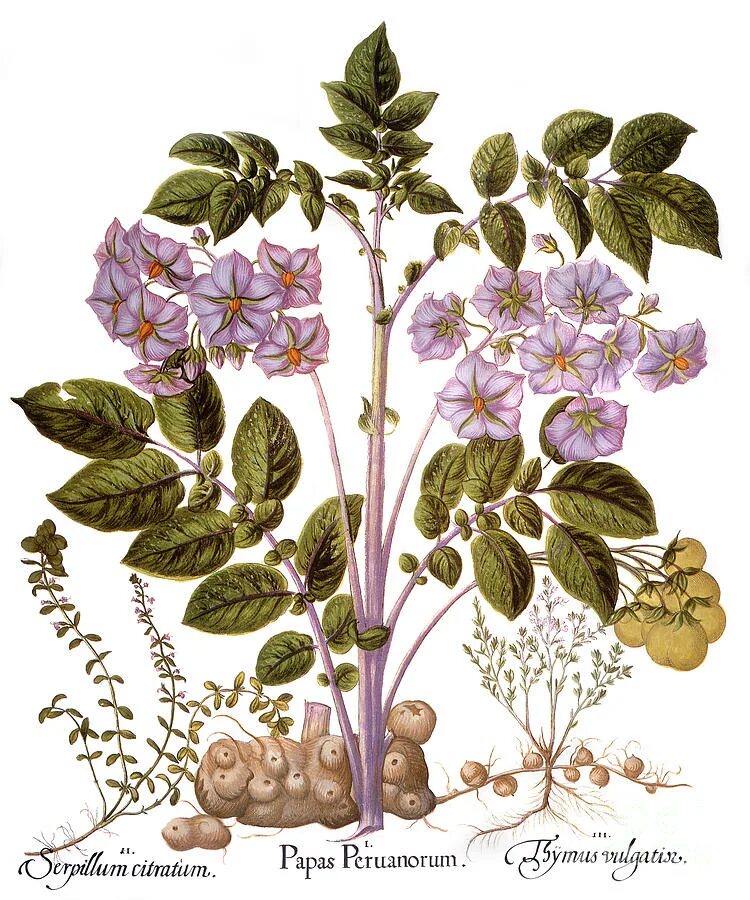 Паслен клубненосный гербарий. Картофель Ботаническая иллюстрация. Solanum tuberosum гербарий. Паслен клубненосный рисунок. Известно что картофель или паслен