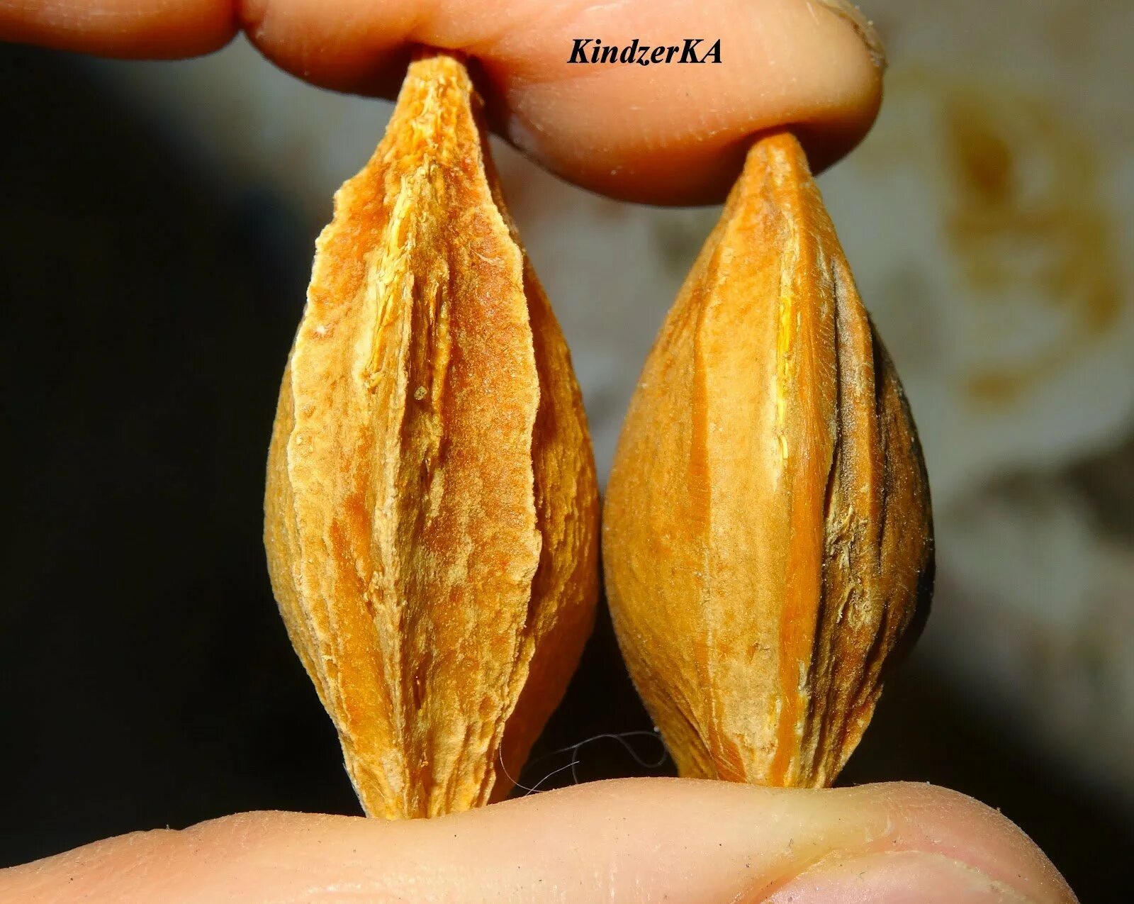 Украшения из косточек абрикоса. Что можно сделать из абрикосовых. Шкатулка из маньчжурского ореха. Что можно сделать из абрикосовых. Панно из семечек.