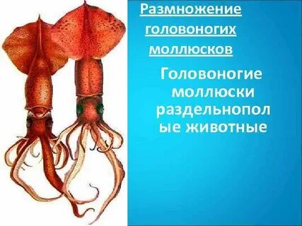 Гермафродиты раздельнополые