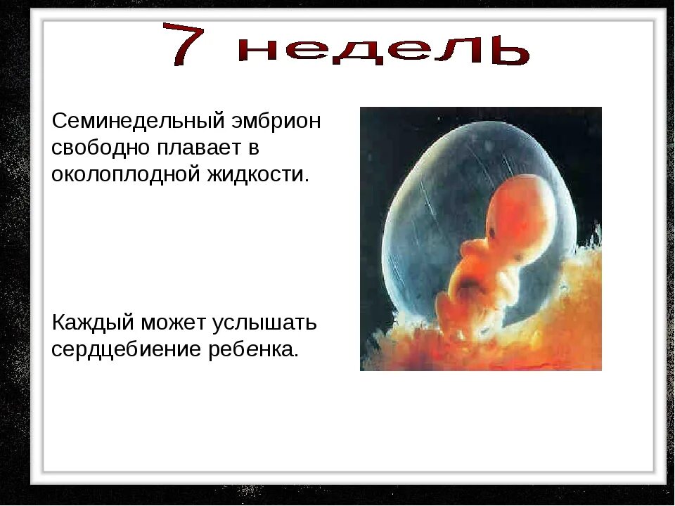 Эмбрион на какой неделе. Размеры эмбриона человека. Размер зародыша на 7 неделе.