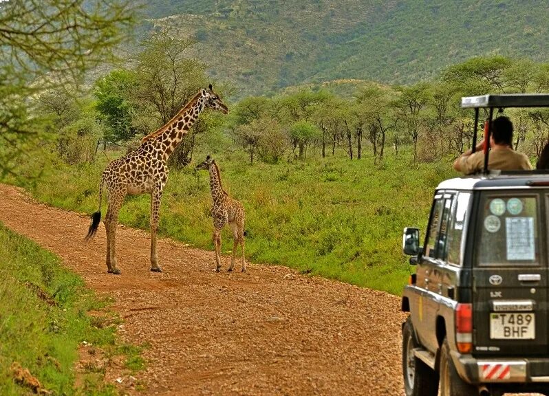 Africa safari. Танзания Занзибар сафари. Сафари парк Танзания. Занзибар экскурсии сафари. Джип сафари Занзибар.