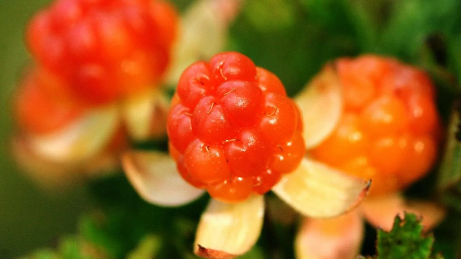 Cloudberry. Морошка ягода. Морошка приземистая (Rubus chamaemorus l.). Морошка Северная Тундровая ягода. Морошка в Карелии.