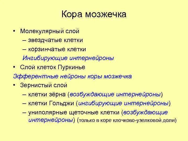 Функции слоев мозжечка. Мозжечок функции кратко. Функции мозжечка человека кратко и понятно. Мозжечок функции кратко у человека.