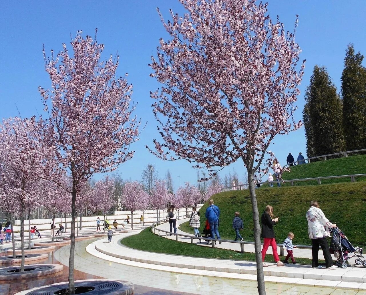 Парк Галицкого Краснодар цветение магнолии. Цветение вишни в Краснодаре. В Краснодаре зацвела Сакура. В Краснодаре цветет миндаль.