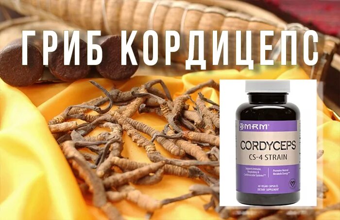 Применение гриба кордицепс. Кордицепс. кордицепс гриб. кордицепс гриб капсулы. кордицепс гриб айхерб.