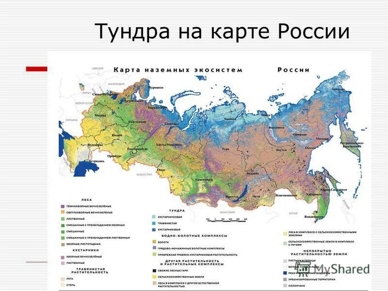 Где находится тундра на карте природных зон России. Тундра и лесотундра географическое положение в России на карте. Зона тундры на карте России. Географическое положение тундры в России карта. Природные зоны якутии