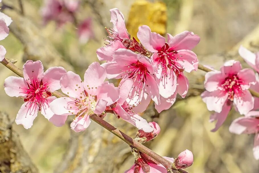 Цветущий нектарин. Фотообои цветение персика. Персиковая сакура. Дерево нектарин цветет. Ветка цветущего персика.