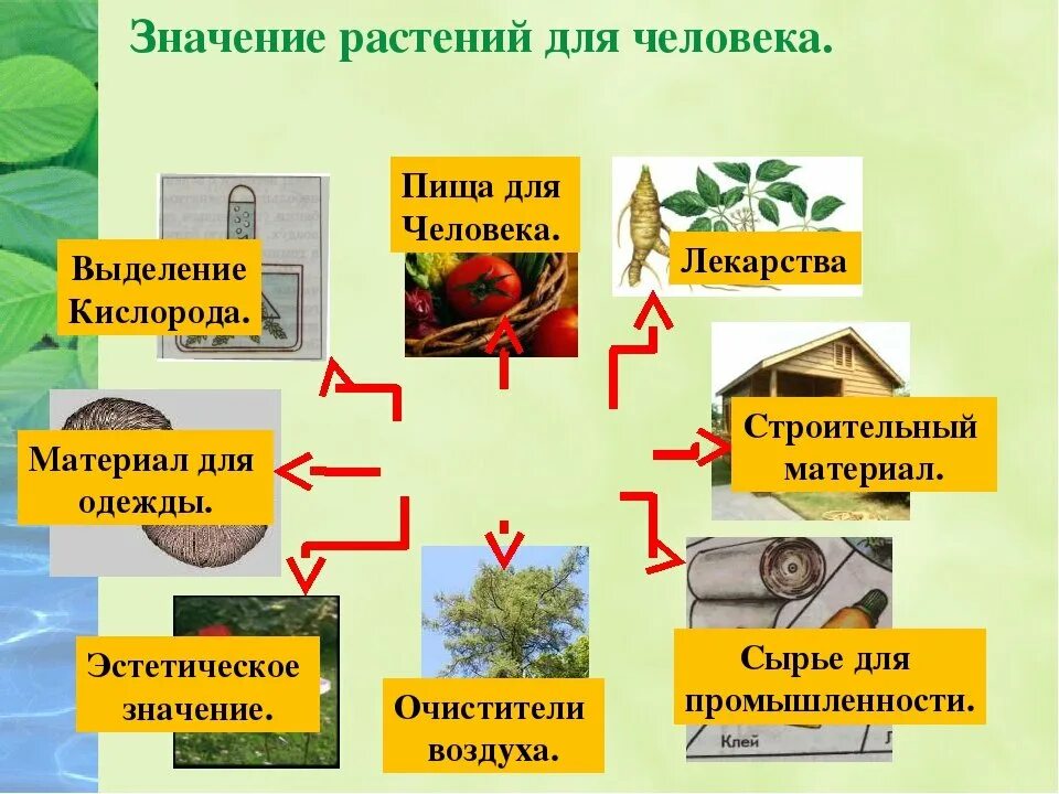 Выберите значение растений в природе