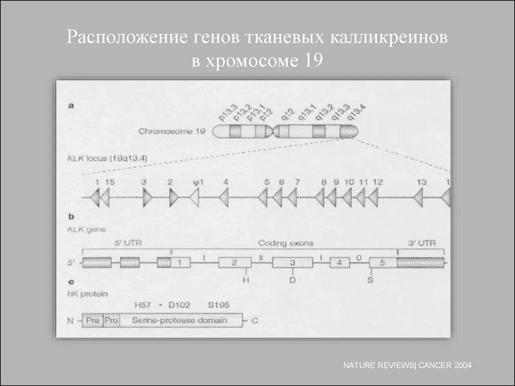 Местоположение гена в хромосоме. Линейное расположение генов в хромосомах карты хромосом. Линейное расположение генов в хромосоме генетические карты. Схема расположения генов в хромосоме. Расположение ген в хромосоме.