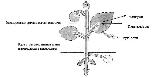 Схема движения веществ по растению. Схема транспорта веществ в растении. Передвижение веществ у растений. Схема передвижения веществ у растений. Органы передвижения веществ