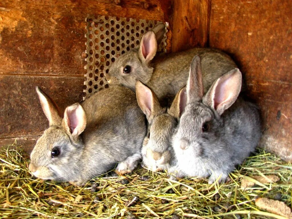 кролики домашние. домашние животные.