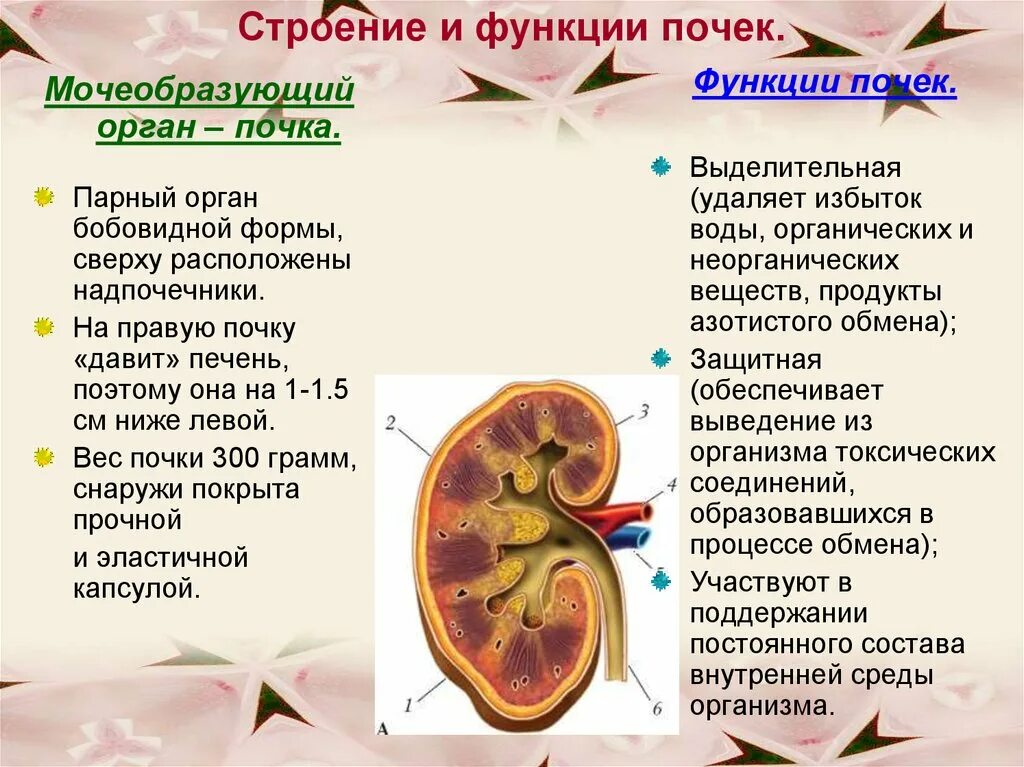 Мочевыделительная система и кожа 8 класс тест. Строение и функции почек 9 класс биология. Строение почек функции биология 8. Строение и функции почек 8 класс. Строение почки человека 8 класс биология кратко.