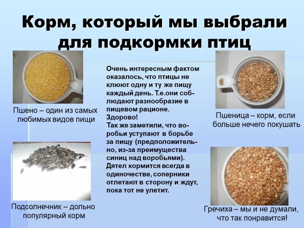 Пшеничная крупа для птиц. Какой корм подходит для подкормки птиц зимой. Пшеничная каша птицам. Ячневая крупа для птиц. Можно ли птицам крупу