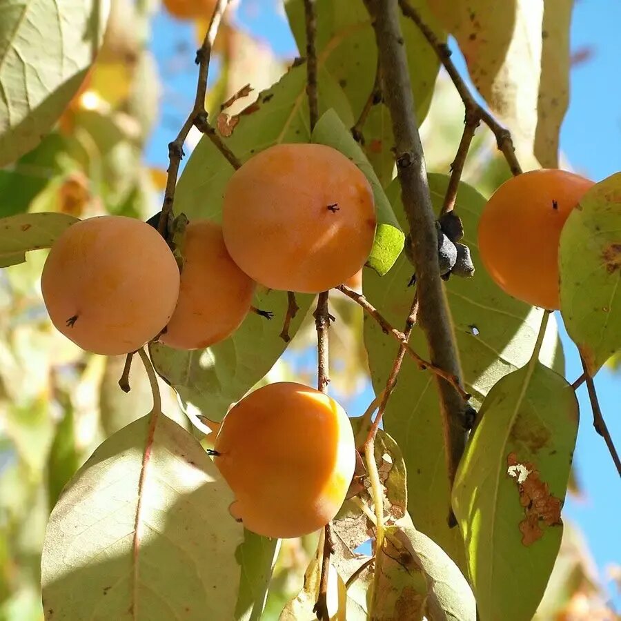 Diospyros virginiana. Хурма виргинская. Хурма виргинская/ Diospyros virginiana дерево. Саженцы хурма виргинская. Хурма джон рик