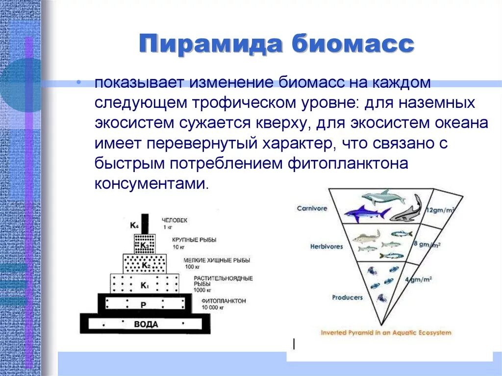 Экологическая пирамида численности. Экологическая пирамида биомассы Перевернутая. Экологические пирамиды пирамида биомасс. Пирамида биомасс пирамида чисел пирамида энергии. Экологическая пирамида моря.