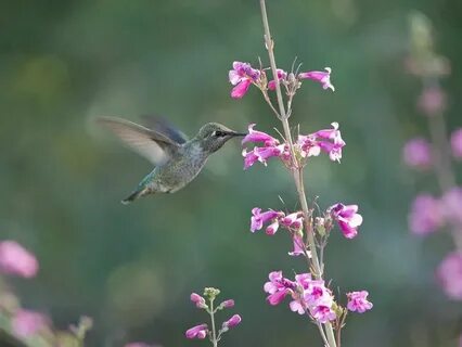How do hummingbirds help flowering plants