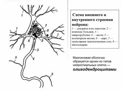 Коллатерали это
