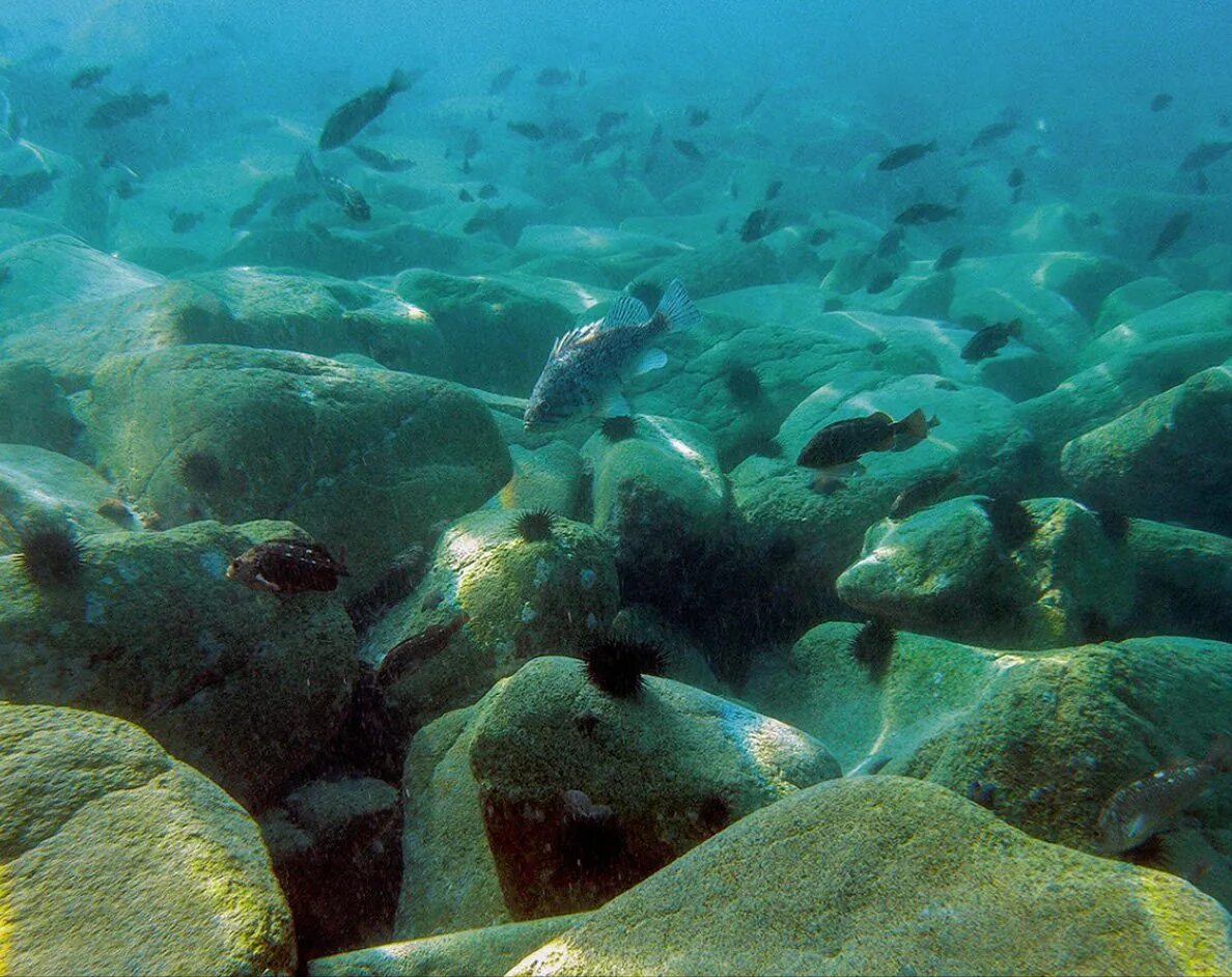 Морской заповедник дальневосточный владивосток. 3 морских заповедников. Заповедник остров фуругельма. Дальневосточный морской заповедник сивучи. Остров фуругельма приморский край.