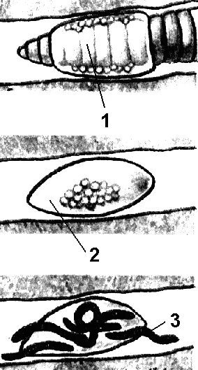 Развитие с метаморфозом дождевой червь. Гермафродитизм дождевого червя. Перекрестное оплодотворение дождевого червя. Размножение дождевого червя. Кокон дождевого червя строение.