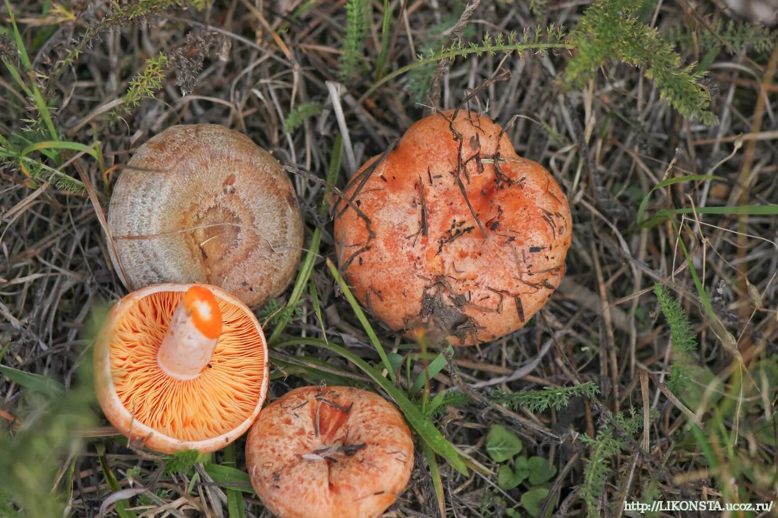 Рыжик Сосновый/Боровой (Lactarius deliciosus);. Рыжик Боровой Сосновый. Гриб Рыжик Боровой. Рыжики грибы Царский гриб. Осень рыжики