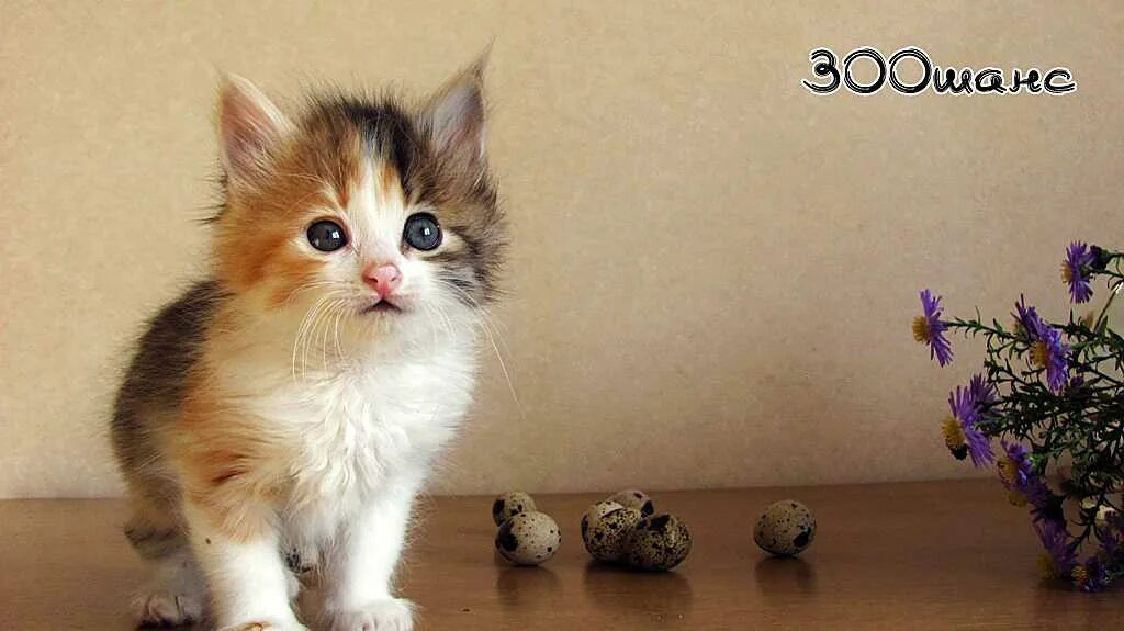 Давать котенка девочку. Кошки маленькие трехцветные. имена для трехцветных кошек. трехшерстный котенок. имя для котенка трехцветная.