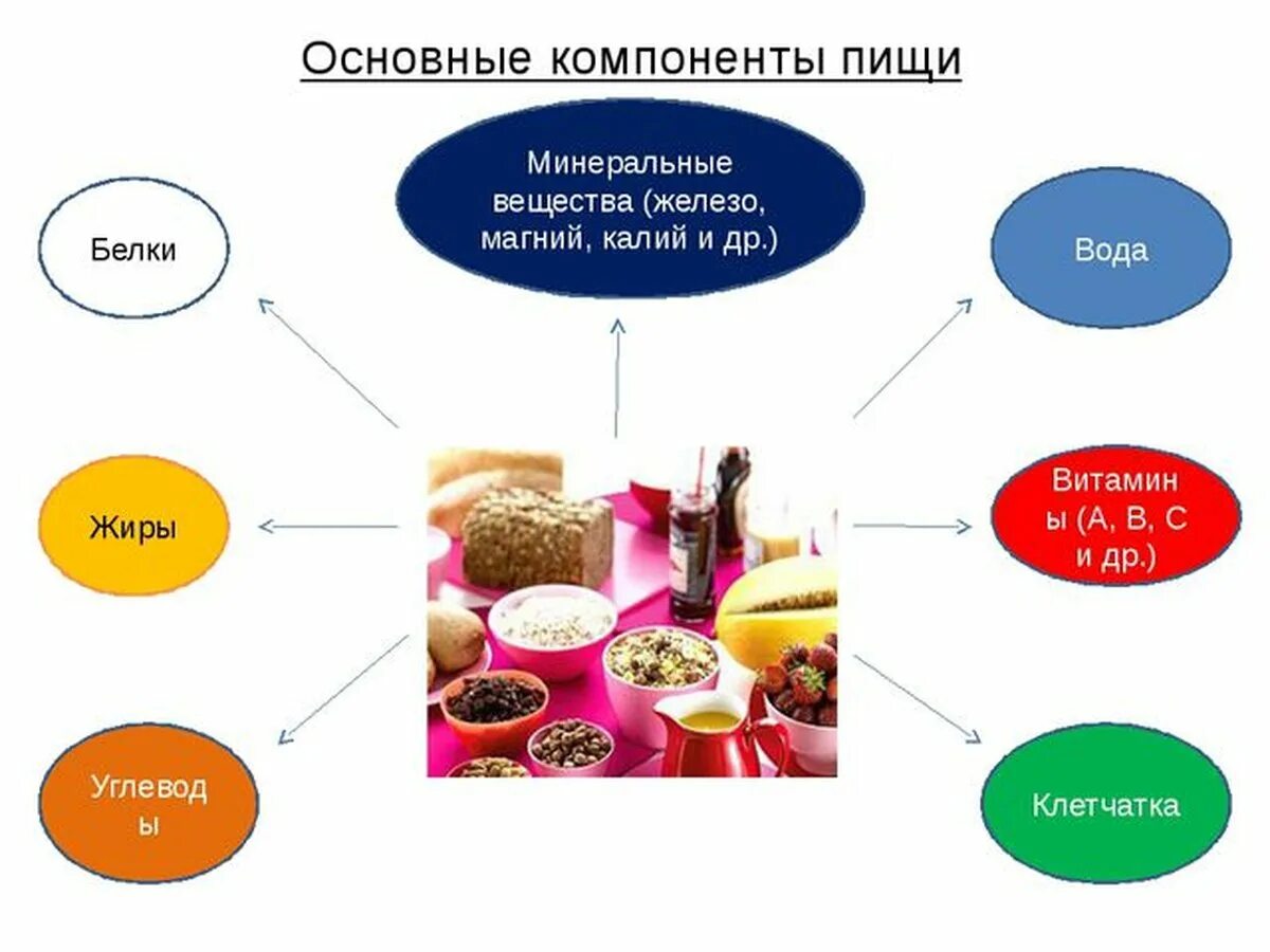 Основные компоненты пи. Основные компоненты пищи. Схема основных компонентов пищи. Основные компоненты питания человека.