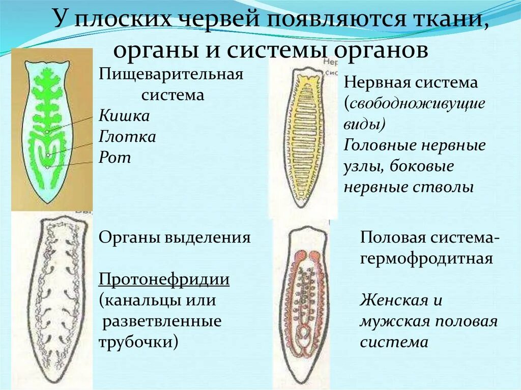 Какая ткань у плоских червей. Выделительная система органов плоских червей. Плоские черви протонефридии. Плоские черви органы выделения. Плоские черви выделительная.