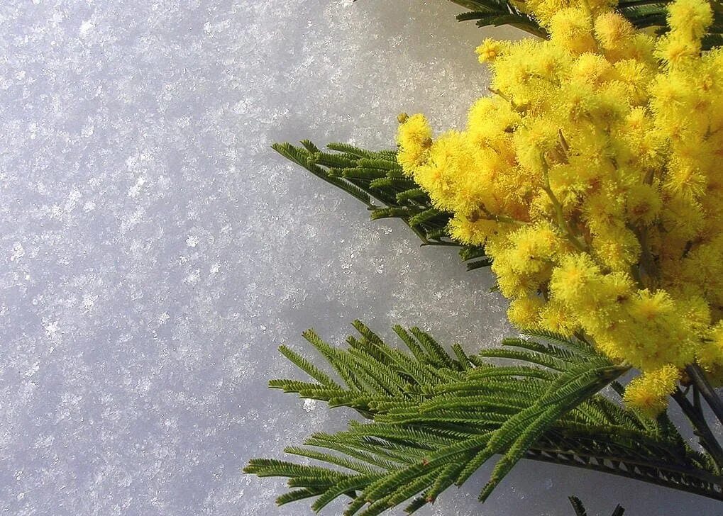 С мартом понятно давайте апрель. Давай в марте. Кошки зимой. Давай в марте. Уже апрель.