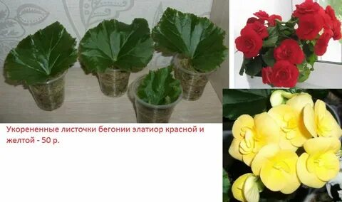 Бегония элатиор черенок
