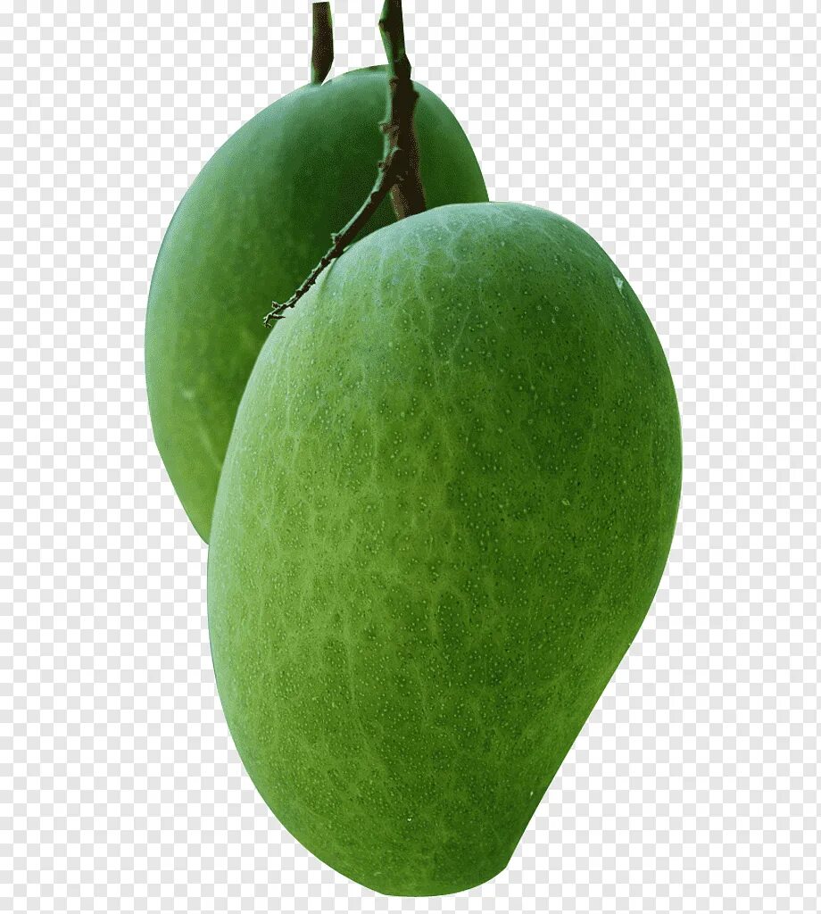 Грин манго. Манго (фрукт). манго зеленое. green mango (зеленое манго) 250 мл. тропические фрукты на ветке.