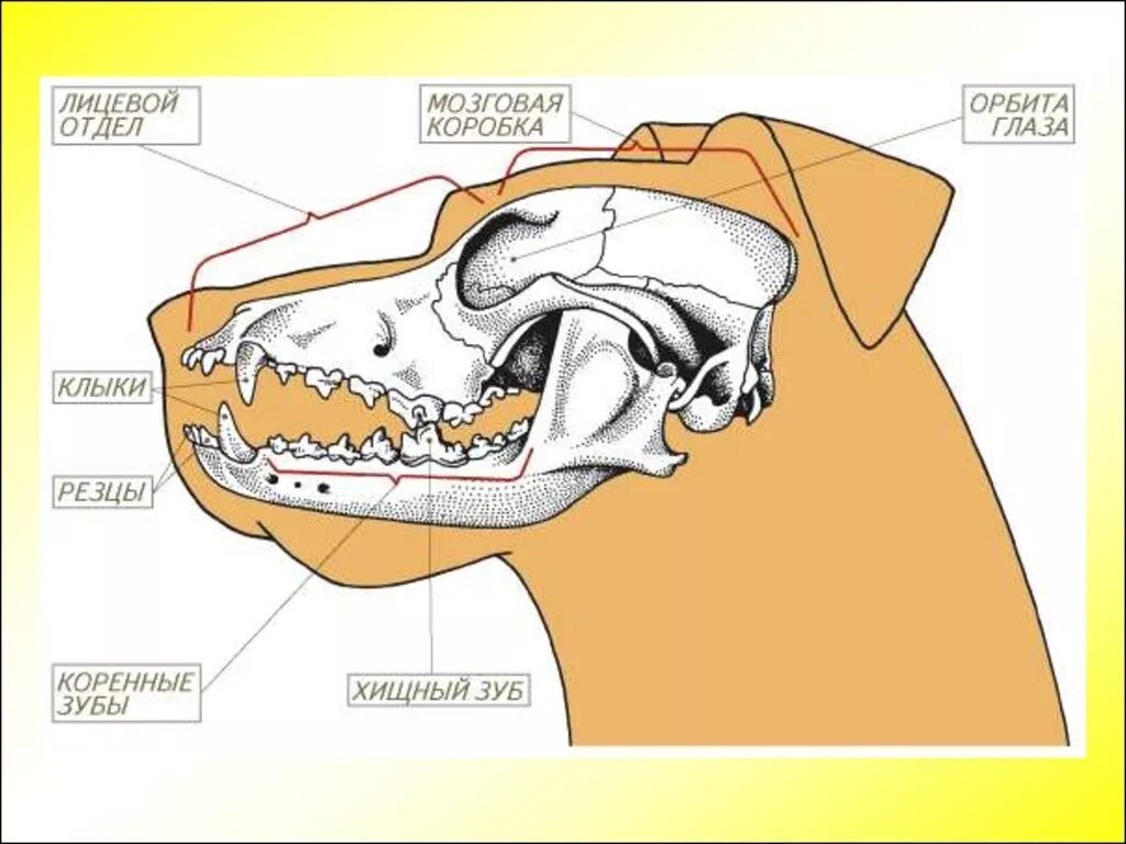 Особенности строения зубной системы парнокопытных. Строение зубов хищных млекопитающих. Зубная система хищных млекопитающих. Млекопитающие строение череп зубы. Строение черепа хищных млекопитающих.