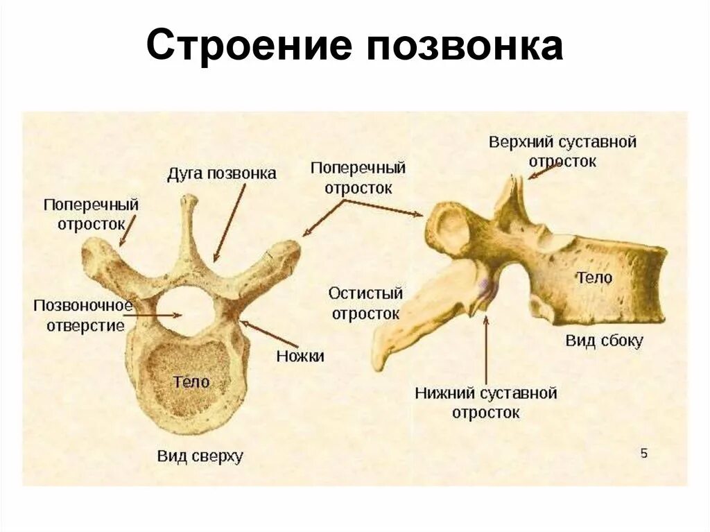 Строение позвонка рисунок. Поясничный позвонок строение сбоку. Грудной позвонок строение анатомия. Грудной позвонок строение позвонка. Строение грудного позвонка сбоку.