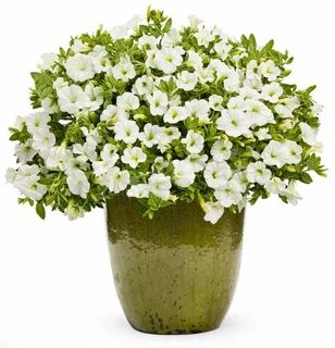 Цветы plant