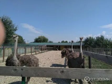 Страусиное ранчо верхоянская ул 48 отзывы