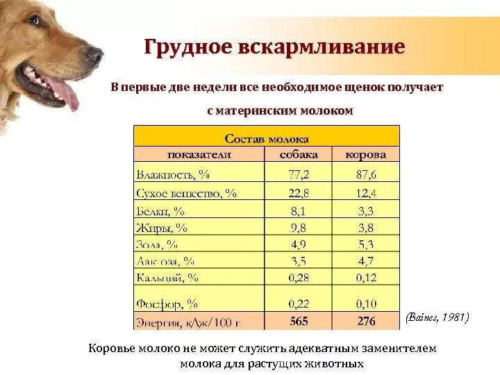 Сколько нужно есть собаке