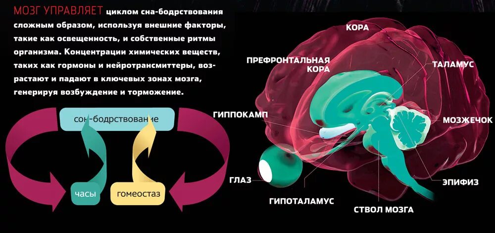 Регуляция сна и бодрствования. Часть мозга отвечающая за сон. Структуры мозга отвечающие за сон. Механизмы сна и бодрствования.