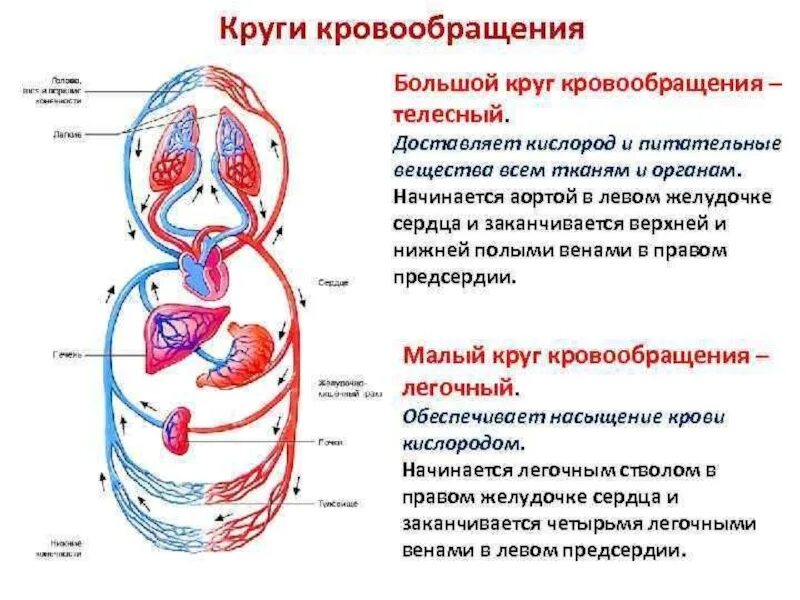 Этапы кругов кровообращения. Малый круг и большой круг кровообращения кратко. Круги кровообращения большой круг малый круг. Сердце ЕГЭ биология круги кровообращения. Круги кровообращения человека схема ЕГЭ.