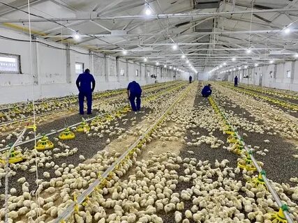 Ульяновская птицефабрика