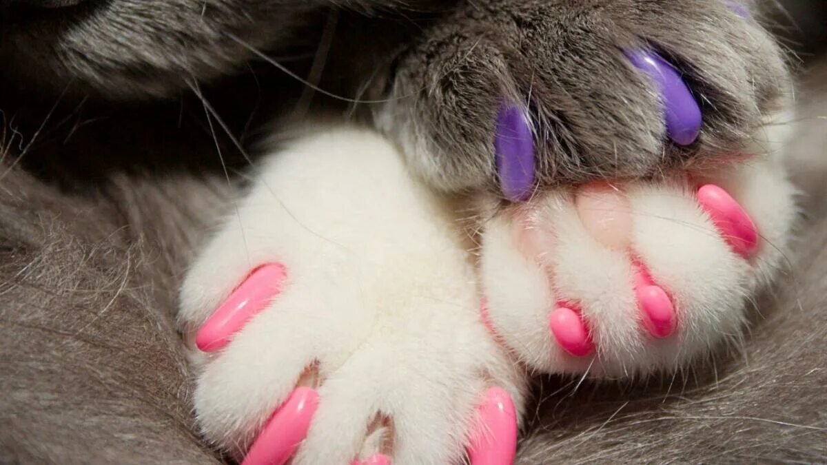 Коготками окончание. Коготками окончание. Педикюр кошка. Разбор слова по составу примеры. Маникюр кошачьи когти.