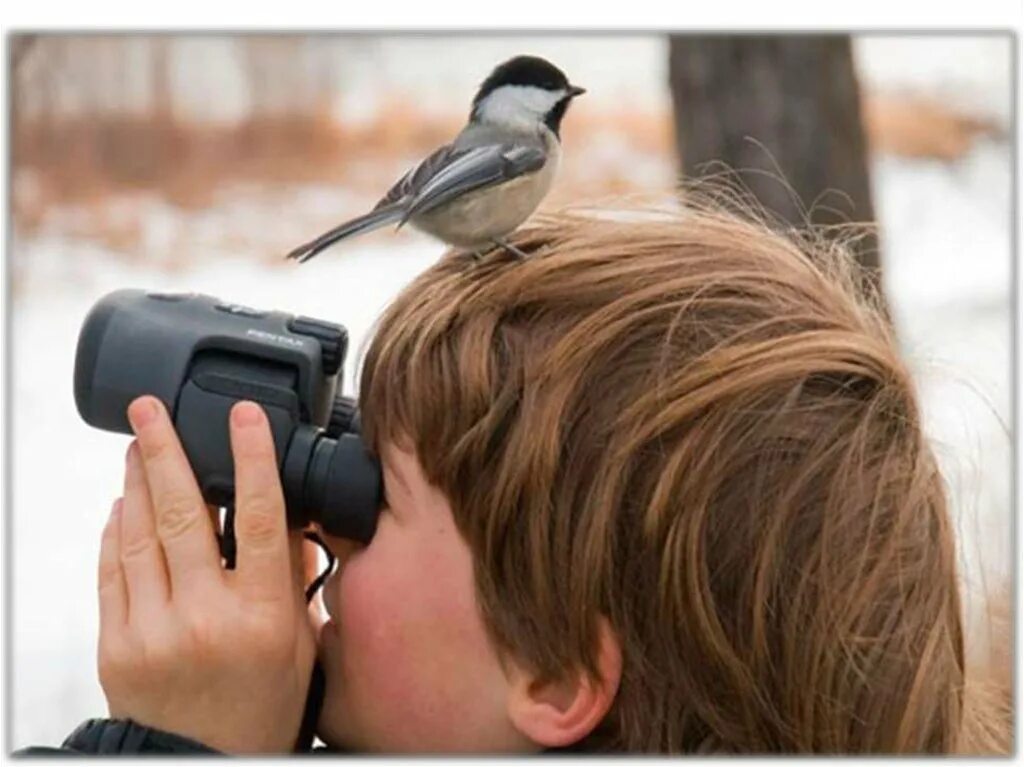 Наблюдение за птицами. Дети наблюдают за птицами. Человек фотографирует птицу. Наблюдение за животными.