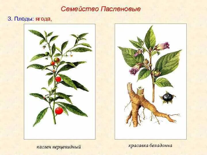 Плод пасленовых. Цветок и плод пасленовых. Паслёновые растения плод коробочка. Пасленовые плод ягода. Покрытосеменные пасленовые двудольные паслен черный паслен