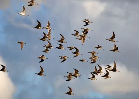 Arriving birds