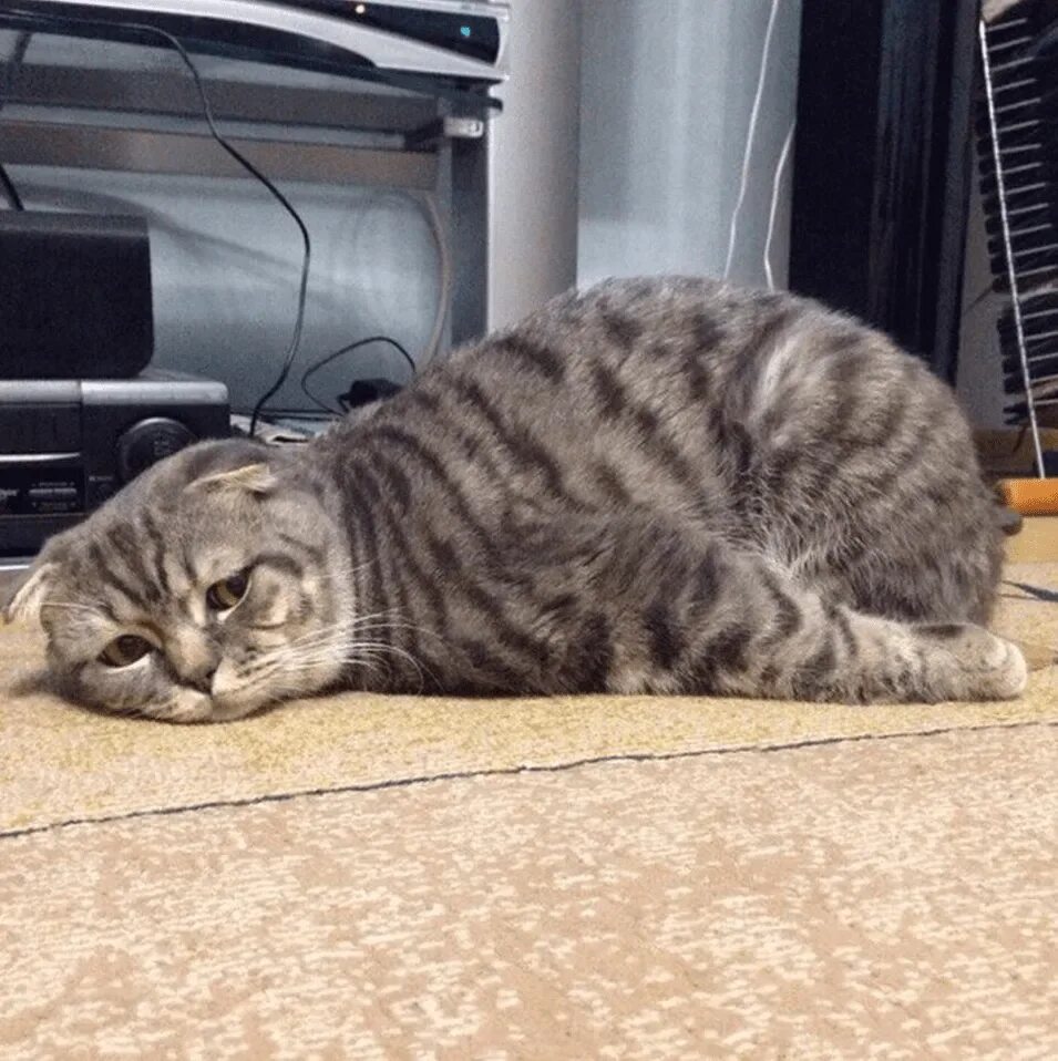 Кот после работы. Усталый котик. кот устал. уставшие коты фото. усталость.