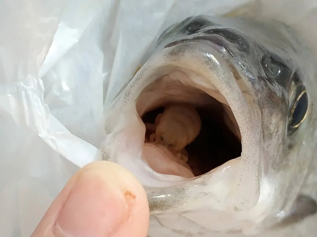 Рыбка в руках. Паразит языковая мокрица. Сон рыба во рту. Мальки во рту рыбы. Рыба с икринками во рту.