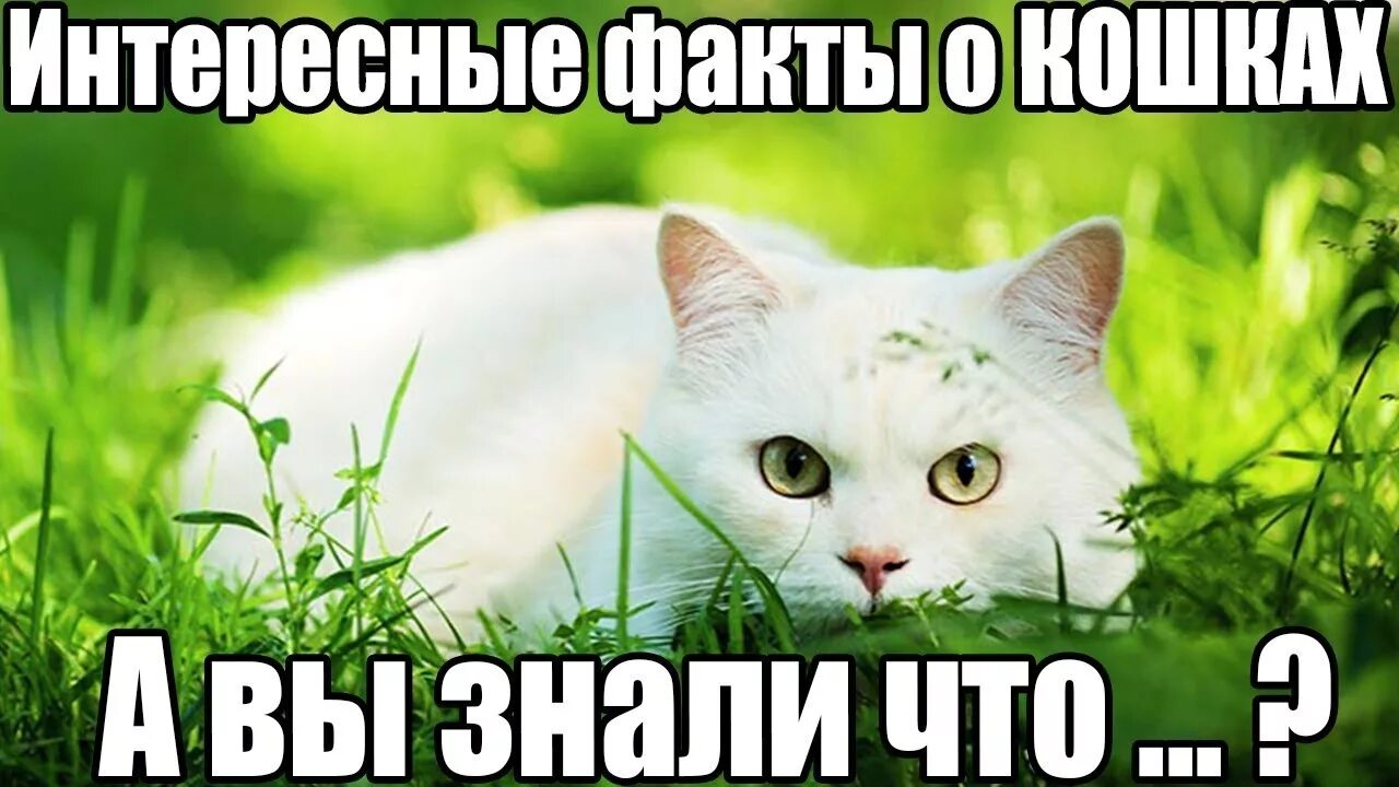 Интересным фактом есть то что