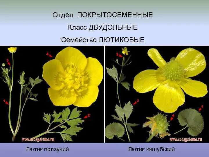 Формула цветка лютика. Двудольные растения лютиковые. Семейство лютиковые. Царство растения лютик ползучий. Лютиковые (подсемейство).