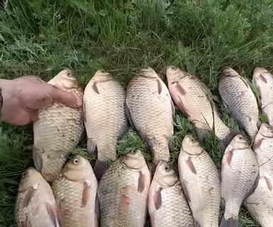 Поймал большого карася