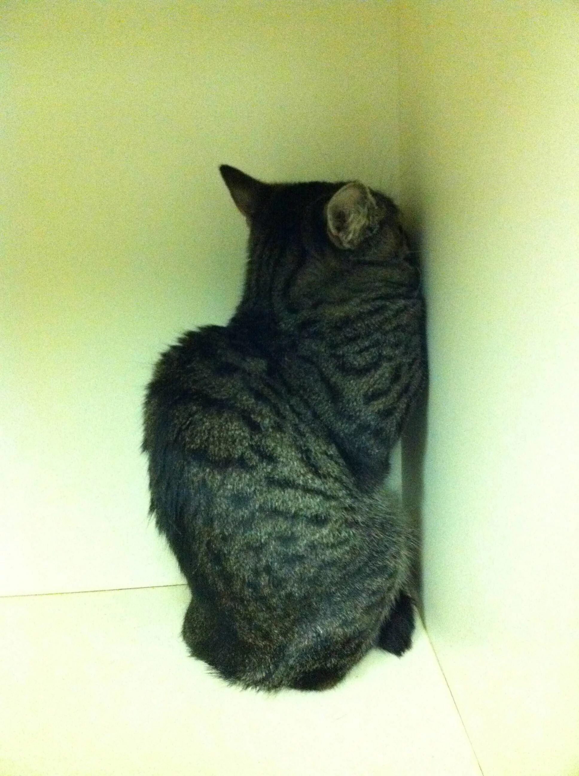 Почему обижен кот. Кот в углу. котенок в углу. обиженный кот в углу. кошка в углу.